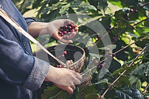 Man Hands harvest coffee bean ripe Red berries plant fresh seed coffee tree growth in green eco organic farm. Close up hands