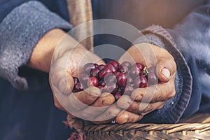 Man Hands harvest coffee bean ripe Red berries plant fresh seed coffee tree growth in green eco organic farm. Close up hands