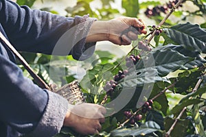 Man Hands harvest coffee bean ripe Red berries plant fresh seed coffee tree growth in green eco organic farm. Close up hands