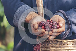 Man Hands harvest coffee bean ripe Red berries plant fresh seed coffee tree growth in green eco organic farm. Close up hands