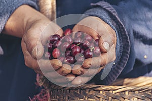 Man Hands harvest coffee bean ripe Red berries plant fresh seed coffee tree growth in green eco organic farm. Close up hands