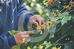 Man Hands harvest coffee bean ripe Red berries plant fresh seed coffee tree growth in green eco organic farm. Close up hands