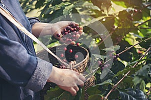 Man Hands harvest coffee bean ripe Red berries plant fresh seed coffee tree growth in green eco organic farm. Close up hands