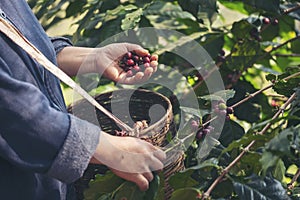 Man Hands harvest coffee bean ripe Red berries plant fresh seed coffee tree growth in green eco organic farm. Close up hands