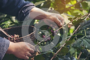 Man Hands harvest coffee bean ripe Red berries plant fresh seed coffee tree growth in green eco organic farm. Close up hands