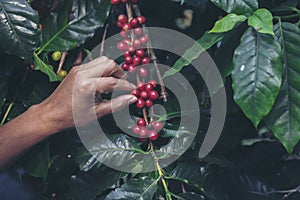 Man Hands harvest coffee bean ripe Red berries plant fresh seed coffee tree growth in green eco organic farm. Close up hands