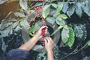 Man Hands harvest coffee bean ripe Red berries plant fresh seed coffee tree growth in green eco organic farm. Close up hands