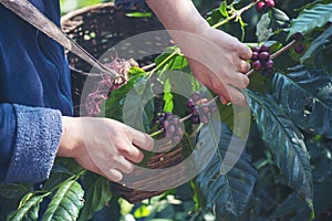 Man Hands harvest coffee bean ripe Red berries plant fresh seed coffee tree growth in green eco organic farm. Close up hands