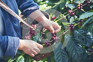 Man Hands harvest coffee bean ripe Red berries plant fresh seed coffee tree growth in green eco organic farm. Close up hands