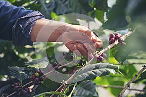 Man Hands harvest coffee bean ripe Red berries plant fresh seed coffee tree growth in green eco organic farm. Close up hands