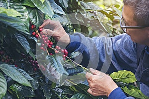 Man Hands harvest coffee bean ripe Red berries plant fresh seed coffee tree growth in green eco organic farm. Close up hands