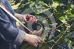 Man Hands harvest coffee bean ripe Red berries plant fresh seed coffee tree growth in green eco organic farm. Close up hands