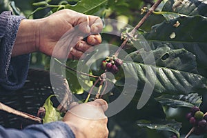 Man Hands harvest coffee bean ripe Red berries plant fresh seed coffee tree growth in green eco organic farm. Close up hands