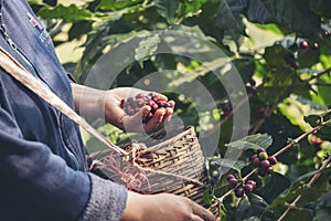 Man Hands harvest coffee bean ripe Red berries plant fresh seed coffee tree growth in green eco organic farm. Close up hands