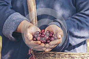 Man Hands harvest coffee bean ripe Red berries plant fresh seed coffee tree growth in green eco organic farm. Close up hands