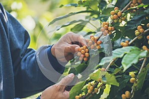 Man Hands harvest coffee bean ripe Red berries plant fresh seed coffee tree growth in green eco organic farm. Close up hands