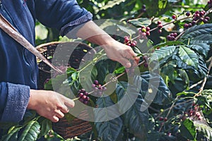 Man Hands harvest coffee bean ripe Red berries plant fresh seed coffee tree growth in green eco organic farm. Close up hands