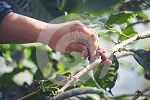 Man Hands harvest coffee bean ripe Red berries plant fresh seed coffee tree growth in green eco organic farm. Close up hands