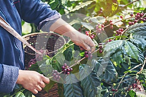 Man Hands harvest coffee bean ripe Red berries plant fresh seed coffee tree growth in green eco organic farm. Close up hands