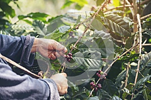 Man Hands harvest coffee bean ripe Red berries plant fresh seed coffee tree growth in green eco organic farm. Close up hands