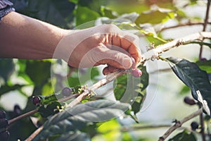 Man Hands harvest coffee bean ripe Red berries plant fresh seed coffee tree growth in green eco organic farm. Close up hands