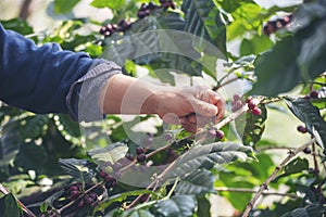 Man Hands harvest coffee bean ripe Red berries plant fresh seed coffee tree growth in green eco organic farm. Close up hands