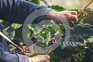 Man Hands harvest coffee bean ripe Red berries plant fresh seed coffee tree growth in green eco organic farm. Close up hands