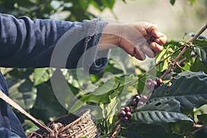 Man Hands harvest coffee bean ripe Red berries plant fresh seed coffee tree growth in green eco organic farm. Close up hands