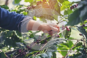 Man Hands harvest coffee bean ripe Red berries plant fresh seed coffee tree growth in green eco organic farm. Close up hands