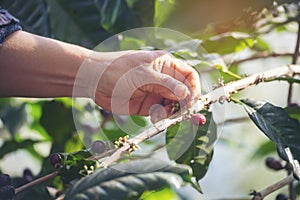 Man Hands harvest coffee bean ripe Red berries plant fresh seed coffee tree growth in green eco organic farm. Close up hands