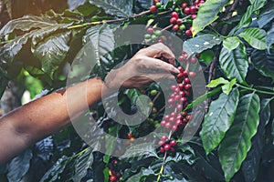 Man Hands harvest coffee bean ripe Red berries plant fresh seed coffee tree growth in green eco organic farm. Close up hands