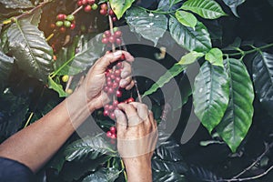 Man Hands harvest coffee bean ripe Red berries plant fresh seed coffee tree growth in green eco organic farm. Close up hands