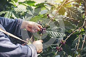 Man Hands harvest coffee bean ripe Red berries plant fresh seed coffee tree growth in green eco organic farm. Close up hands