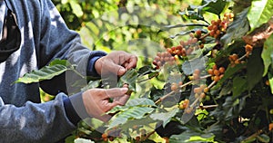 Man Hands harvest yellow coffee bean ripe berries plant fresh seed coffee tree in green eco organic farm. Close up hands harvest y