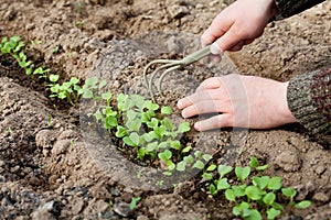 Man hands with hoe cultivated of young green sprout in the soil, spring bed of new crops