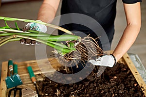 Man Hands hold Zamioculcas plant with roots, repotting flower indoor, the houseplant pot transplant at home, Hobbies and leisure,