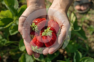 Man hands holding fresh strawberries in hands. Strawberry harvest. handful of strawberries in female palms. Top view