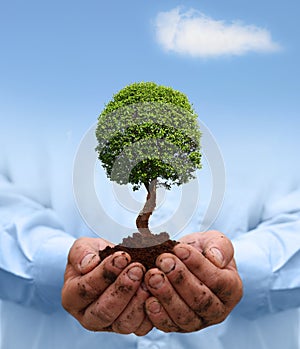 Man hands holding a green tree.