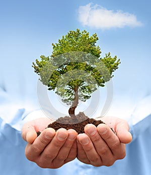 Man hands holding a green tree.