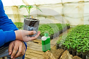 Man hands holding a green young peper plant in greenhouse. Symbol of spring and ecology concept