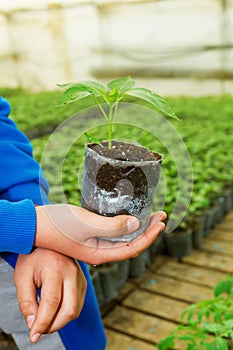 Man hands holding a green young peper plant in greenhouse. Symbol of spring and ecology concept