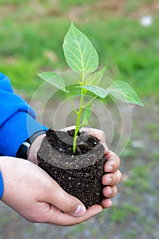 Man hands holding a green young plant. Symbol of spring