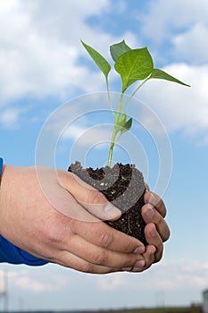 Man hands holding a green young plant. Symbol of spring