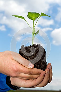 Man hands holding a green young plant. Symbol of spring