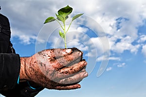 Man hands holding a green young plant. Symbol of spring