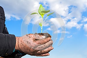 Man hands holding a green young plant. Symbol of spring and ecol