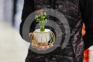 Man hands holding a little artificial cactus