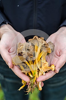 Man hands holding mushrooms