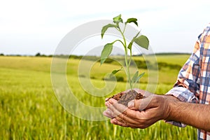 Man hands holding a plant