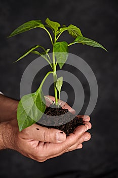 Man hands holding a plant.